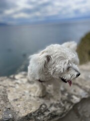 dog on the beach