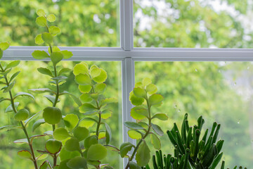 Houseplants brighten up a window on a rainy day