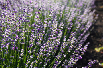 Fototapeta premium Beautiful lavender flowers growing in field, closeup