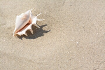 Fototapeta na wymiar Sandy beach with beautiful seashell on sunny day, space for text