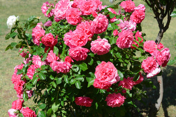 Fototapeta premium Beautiful blooming rose bush outdoors on sunny day