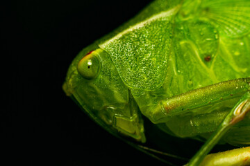 grasshopper on a leaf