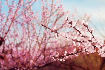 Blooming sakura trees in Japan garden. Cherry blossoming season. Japanese festival - sakura blossom.