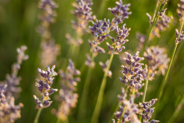 Obraz premium Close up lavender plants on its field with respect of comfortable smell illuminated by low sun just before sun set.