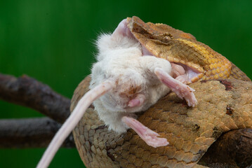 Yellow female flat nosed pit viper Craspedocephalus or Trimeresurus puniceus swallowing a white mouse