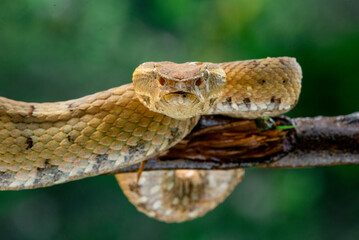 Face to face with female yellow flat nosed pit viper Craspedocephalus or Trimeresurus puniceus 