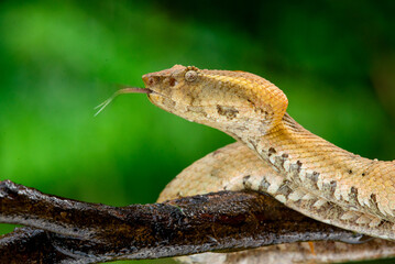 Yellow female flat nosed pit viper Craspedocephalus or Trimeresurus puniceus pulls out its tongue 