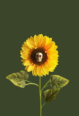 Skull head and sunflower on dark green background. Creative Halloween minimal concept. Spooky nature concept.