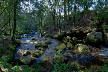 Naklejka na ściany i meble Slow running creek in an Andean rain forest in Colombia.