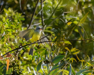 Obraz premium Tyrannus Melancholicus, Tropical Kingbird perched on a peach tree branch. colombia.