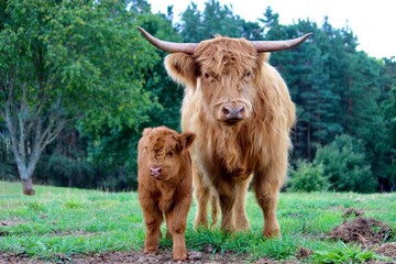 Scottish Highland cattle calf
