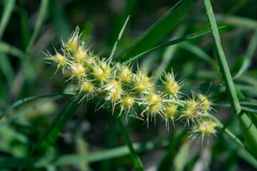 painful stickers before going to seed