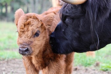 Scottish Highland cattle calf - obrazy, fototapety, plakaty
