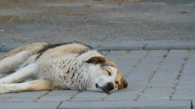 A large stray street dog sleeps on the street and twitches its muzzle, nose and paws in dream close up view
