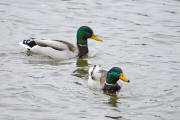 ducks on the lake 2017