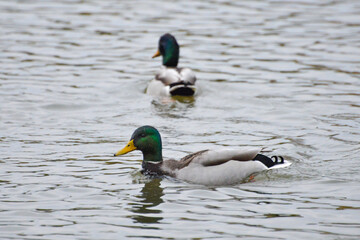 Fototapeta premium ducks on the lake 2017
