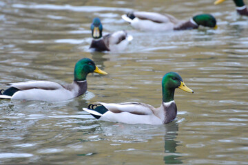 Obraz premium ducks on the lake 2017