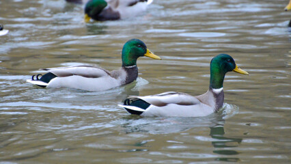 Obraz premium ducks on the lake 2017