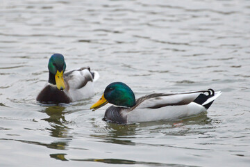 Fototapeta premium ducks on the lake 2017