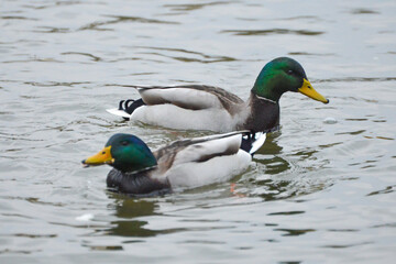 ducks on the lake 2017