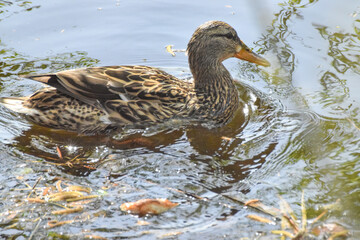 ducks on the lake 2017