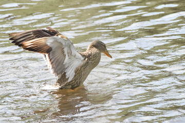 ducks on the lake 2017