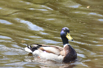 ducks on the lake 2017