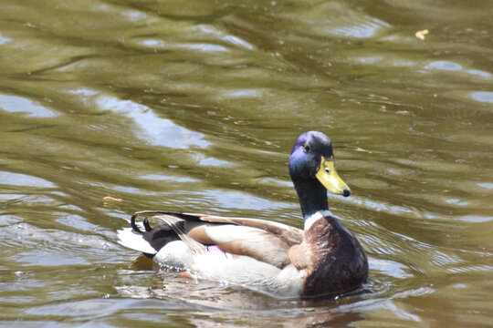 ducks on the lake 2017