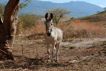 donkey standing in a field in mexico