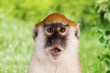 Howling monkey in the tropical rain forest Park