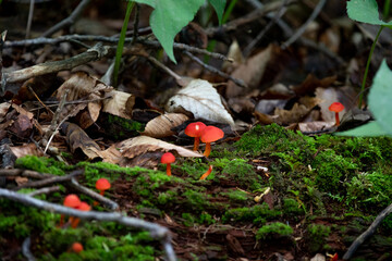 Mushrooms along a hiking trail in a Provincial Park in Ontario.