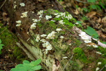 Mushrooms along a hiking trail in a Provincial Park in Ontario.