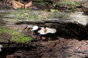 Mushrooms along a hiking trail in a Provincial Park in Ontario.