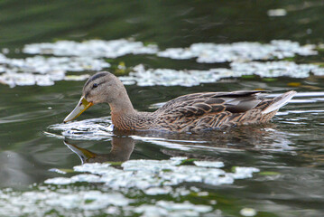 ducks on the lake 2018