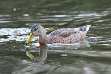ducks on the lake 2018