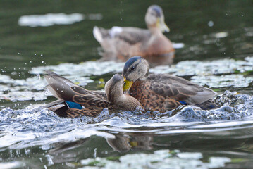 ducks on the lake 2018
