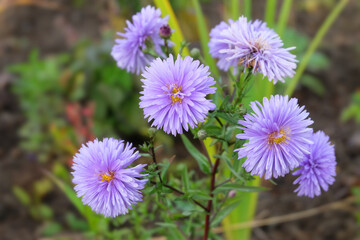 Perennial purple aster on a flower bed in autumn, selective focus, horizontal orientation