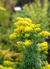 Yellow inflorescences goldenrod (Solidágo) on a flower bed in autumn, selective focus, blurred background, vertical orientation