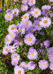 Obraz premium Perennial purple aster in a flower bed in autumn, selective focus, vertical orientation