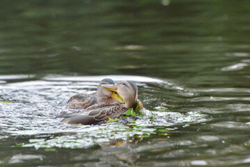 ducks on the lake 2018