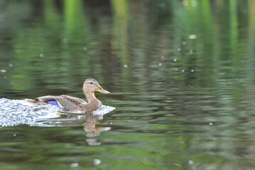 ducks on the lake 2018