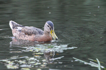 ducks on the lake 2018