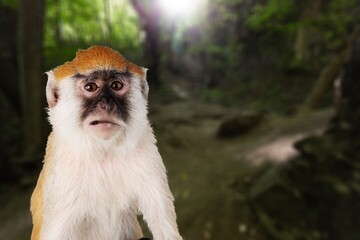 Howling monkey in the tropical rain forest Park