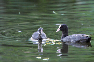 Fototapeta premium ducks on the lake 2018