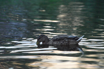 ducks on the lake 2018