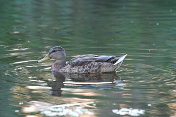 ducks on the lake 2018