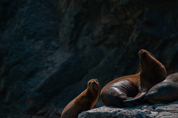 South American sea lion sitting on a rock in the Ballestas Islands