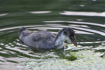 ducks on the lake 2018