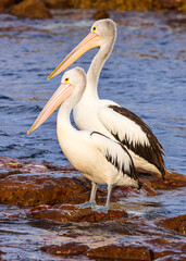 Pair of Australian Pelicans