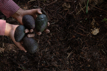 freshly harvested avocados